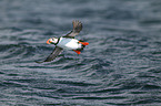 Atlantic puffin