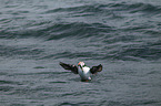 Atlantic puffin