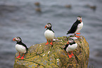 Atlantic puffin