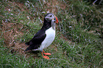 Atlantic puffin