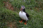 Atlantic puffin