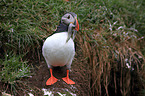 Atlantic puffin