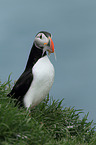 Atlantic puffin