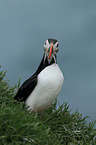 Atlantic puffin