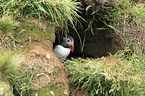 Atlantic puffin