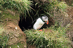 Atlantic puffin