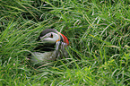 Atlantic puffin