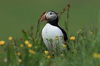 Atlantic puffin