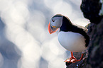 Atlantic puffin