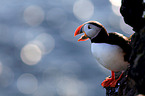 Atlantic puffin