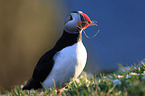 Atlantic puffin