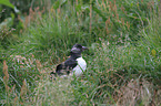 Atlantic puffin