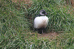 Atlantic puffin