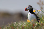 Atlantic puffin