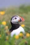 Atlantic puffin