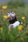 Atlantic puffin