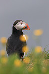 Atlantic puffin