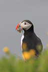 Atlantic puffin