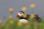 Atlantic puffin