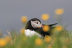 Atlantic puffin