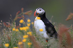 Atlantic puffin