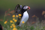 Atlantic puffin