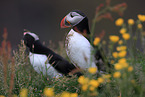 Atlantic puffin