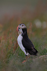 Atlantic puffin