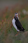 Atlantic puffin