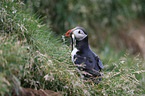 Atlantic puffin