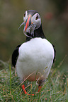 Atlantic puffin