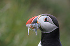 Atlantic puffin