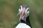 Atlantic puffin