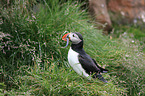 Atlantic puffin