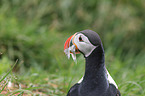 Atlantic puffin