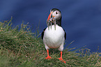 Atlantic puffin