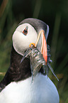 Atlantic puffin
