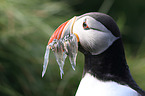 Atlantic puffin
