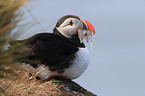 Atlantic puffin