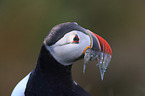 Atlantic puffin