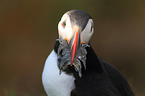 Atlantic puffin