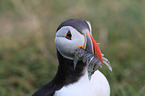 Atlantic puffin