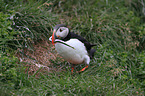 Atlantic puffin