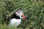 Atlantic puffin