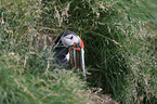 Atlantic puffin
