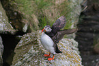 Atlantic puffin