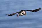 Atlantic puffin