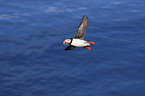 Atlantic puffin