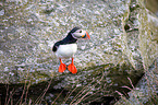 Atlantic puffin