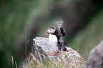 Atlantic puffin